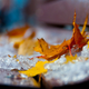 Illustration for article titled Shooting Challenge Fall Leaves Gallery 10